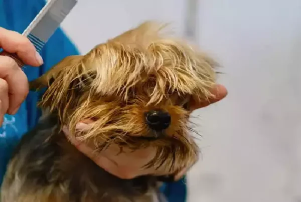 Pet Grooming Parlour