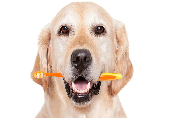 Dentistry