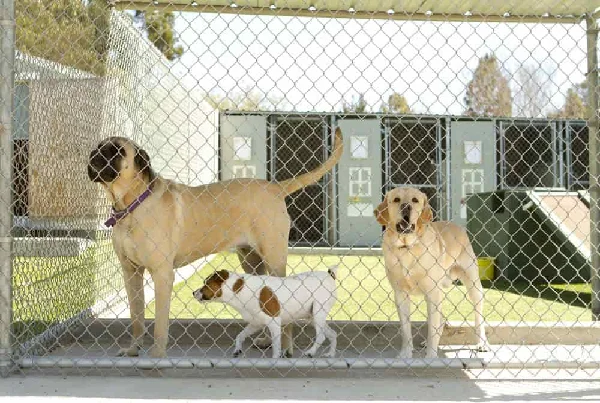 Pet Boarding