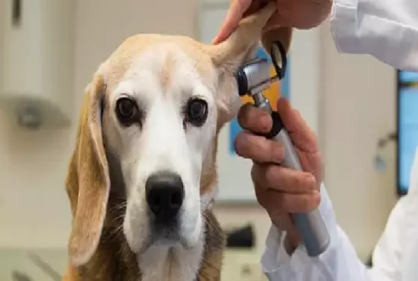 Diagnostic Lab