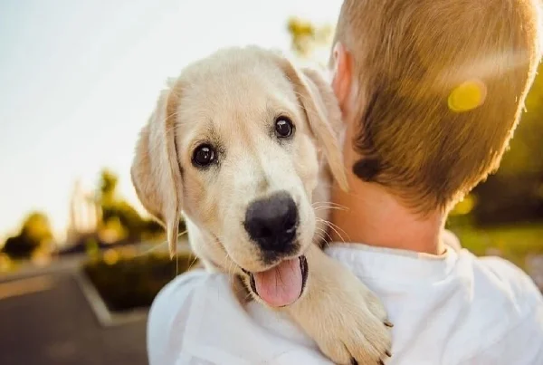 Pet Parenting and Counselling
