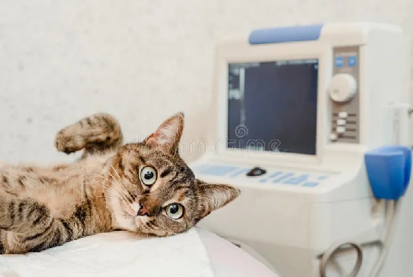 Ultra Sonography